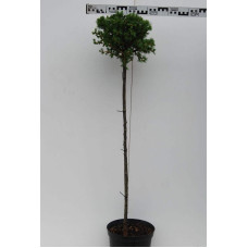 Модрина європейська Корнік | Larix decidua Kornik | Лиственница европейская Корник