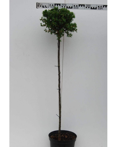 Модрина європейська Корнік | Larix decidua Kornik | Лиственница европейская Корник