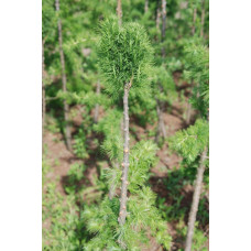 Модрина європейська Корнік | Larix decidua Kornik | Лиственница европейская Корник