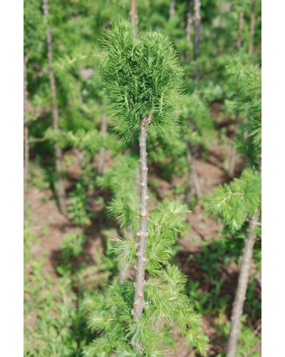 Модрина європейська Корнік | Larix decidua Kornik | Лиственница европейская Корник