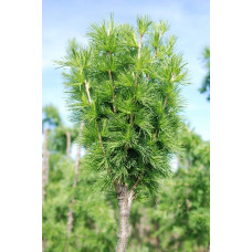 Модрина європейська Корнік | Larix decidua Kornik | Лиственница европейская Корник