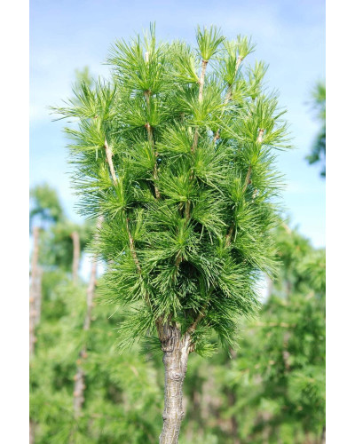 Модрина європейська Корнік | Larix decidua Kornik | Лиственница европейская Корник