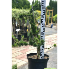 Модрина європейська Крейчі | Larix decidua Krejci | Лиственница европейская Крейчи