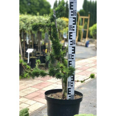 Модрина європейська Крейчі | Larix decidua Krejci | Лиственница европейская Крейчи