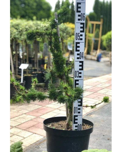 Модрина європейська Крейчі | Larix decidua Krejci | Лиственница европейская Крейчи