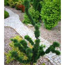Модрина європейська Крейчі | Larix decidua Krejci | Лиственница европейская Крейчи