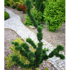 Модрина європейська Крейчі | Larix decidua Krejci | Лиственница европейская Крейчи