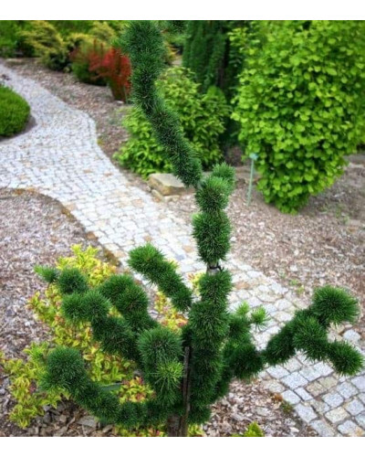 Модрина європейська Крейчі | Larix decidua Krejci | Лиственница европейская Крейчи