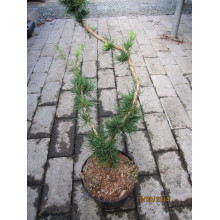 Модрина європейська Крейчі | Larix decidua Krejci | Лиственница европейская Крейчи