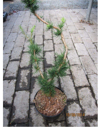 Модрина європейська Крейчі | Larix decidua Krejci | Лиственница европейская Крейчи