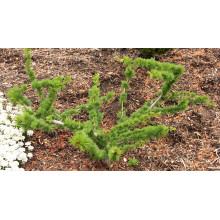 Модрина європейська Крейчі | Larix decidua Krejci | Лиственница европейская Крейчи