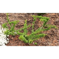 Модрина європейська Крейчі | Larix decidua Krejci | Лиственница европейская Крейчи