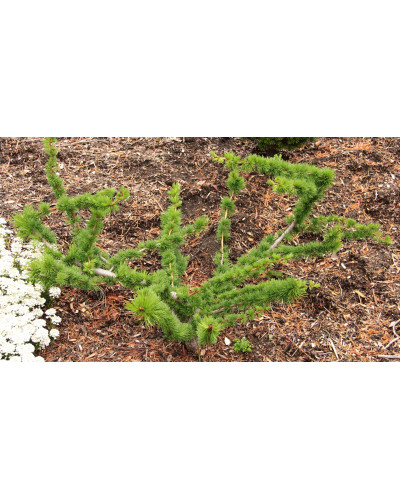 Модрина європейська Крейчі | Larix decidua Krejci | Лиственница европейская Крейчи