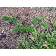 Модрина європейська Крейчі | Larix decidua Krejci | Лиственница европейская Крейчи