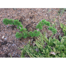 Модрина європейська Крейчі | Larix decidua Krejci | Лиственница европейская Крейчи