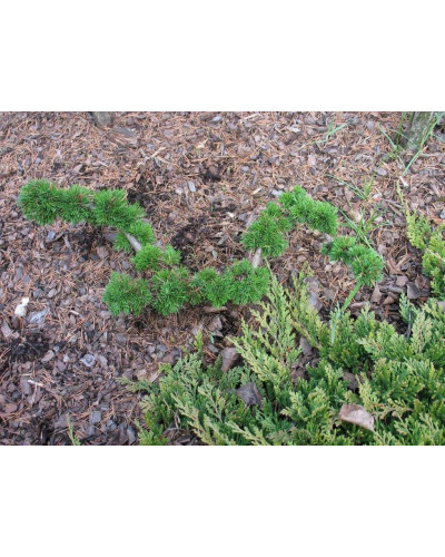Модрина європейська Крейчі | Larix decidua Krejci | Лиственница европейская Крейчи