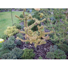 Модрина європейська Крейчі | Larix decidua Krejci | Лиственница европейская Крейчи