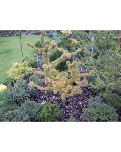 Модрина європейська Крейчі | Larix decidua Krejci | Лиственница европейская Крейчи