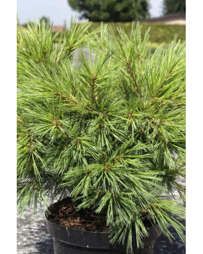 Сосна Веймутова Мініма | Pinus strobus Minima | Сосна Веймутова Минима