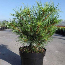 Сосна Веймутова Мініма | Pinus strobus Minima | Сосна Веймутова Минима