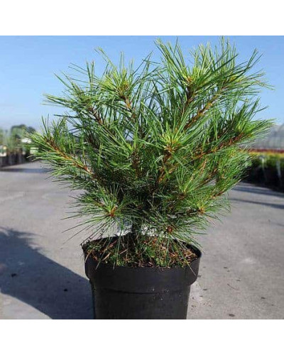Сосна Веймутова Мініма | Pinus strobus Minima | Сосна Веймутова Минима