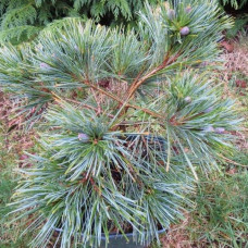 Сосна Веймутова Мініма | Pinus strobus Minima | Сосна Веймутова Минима