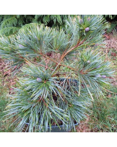 Сосна Веймутова Мініма | Pinus strobus Minima | Сосна Веймутова Минима