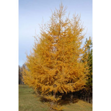 Модрина європейська | Larix decidua | Лиственница европейская