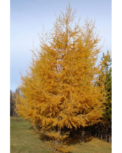 Модрина європейська | Larix decidua | Лиственница европейская