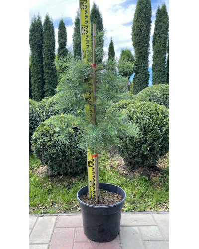 Модрина європейська | Larix decidua | Лиственница европейская