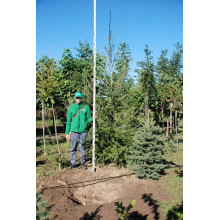 Модрина європейська | Larix decidua | Лиственница европейская