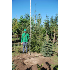 Модрина європейська | Larix decidua | Лиственница европейская