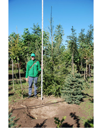 Модрина європейська | Larix decidua | Лиственница европейская