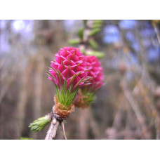 Модрина європейська | Larix decidua | Лиственница европейская