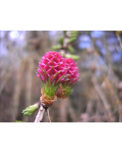 Модрина європейська | Larix decidua | Лиственница европейская