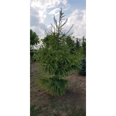 Модрина європейська | Larix decidua | Лиственница европейская