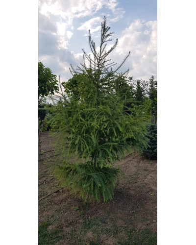 Модрина європейська | Larix decidua | Лиственница европейская