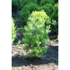 Модрина європейська | Larix decidua | Лиственница европейская