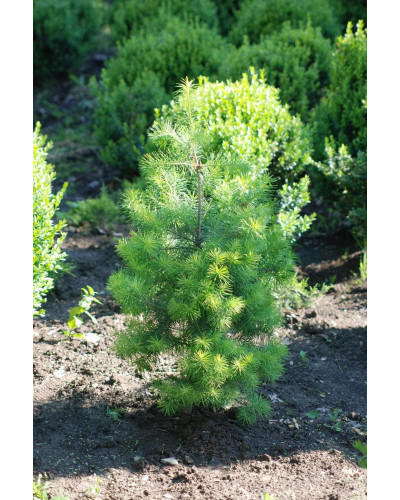 Модрина європейська | Larix decidua | Лиственница европейская