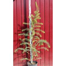 Модрина європейська | Larix decidua | Лиственница европейская