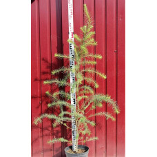 Модрина європейська | Larix decidua | Лиственница европейская