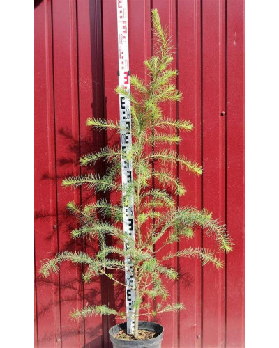 Модрина європейська | Larix decidua | Лиственница европейская