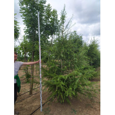 Модрина європейська | Larix decidua | Лиственница европейская