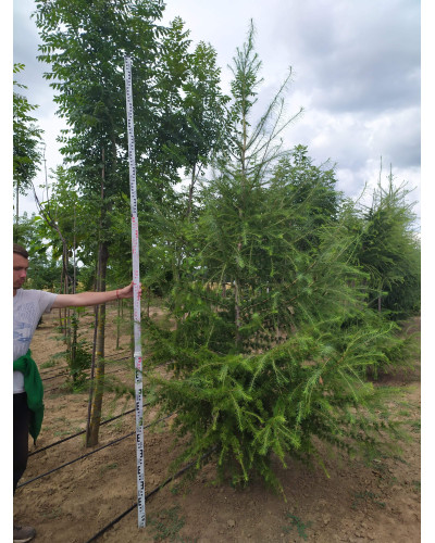 Модрина європейська | Larix decidua | Лиственница европейская