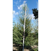 Модрина європейська | Larix decidua | Лиственница европейская