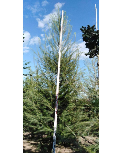 Модрина європейська | Larix decidua | Лиственница европейская