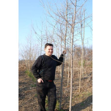 Модрина європейська | Larix decidua | Лиственница европейская
