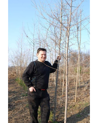 Модрина європейська | Larix decidua | Лиственница европейская