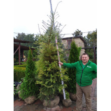 Модрина європейська | Larix decidua | Лиственница европейская
