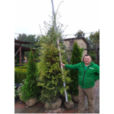 Модрина європейська | Larix decidua | Лиственница европейская